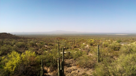 Saguaro National Park