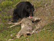 Bear eating a Deer
