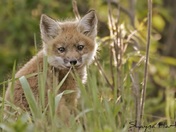 Fox Kit