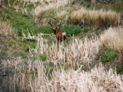 Steens National Refuge