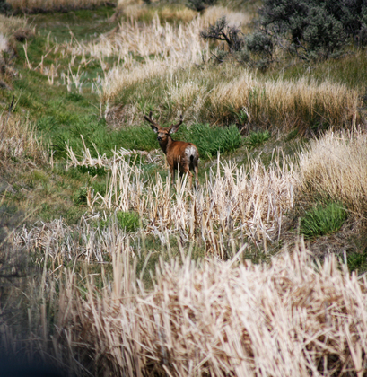 Steens National Refuge