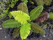 Volcano National Park, Hawaii
