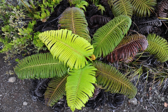 Volcano National Park, Hawaii