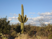 saguaro national park