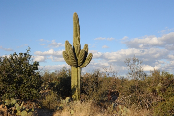 saguaro national park