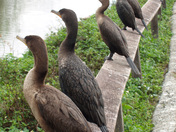 Everglades National Park, Florida