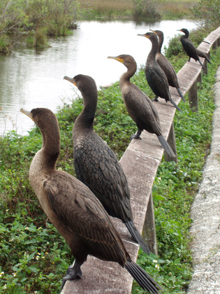 Everglades National Park, Florida
