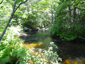 White Mtn National Forest