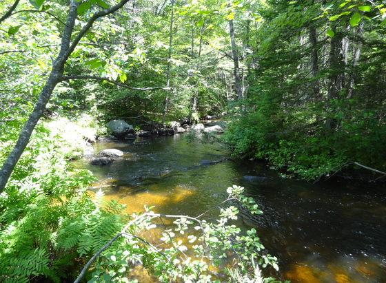 White Mtn National Forest