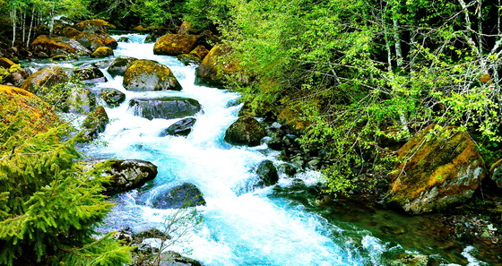 Gifford-Pinchot National Forest 