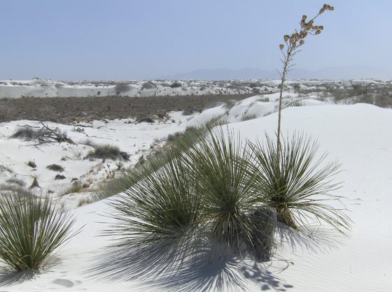 White Sands National Monument NM