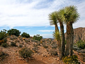 Joshua Tree National Park