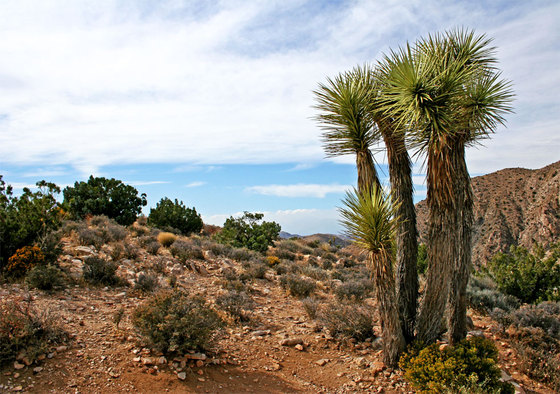 Joshua Tree National Park