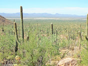 Saguaro National Park