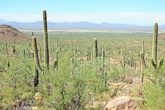 Saguaro National Park