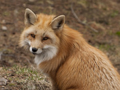 Red Fox