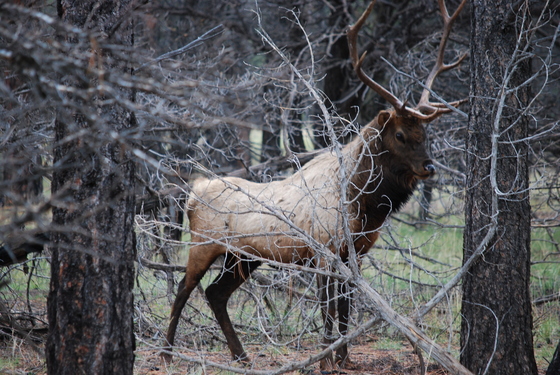 Grand Canyon Nationa Park