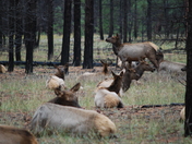 Grand Canyon Naional Prk