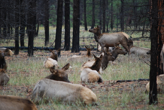Grand Canyon Naional Prk