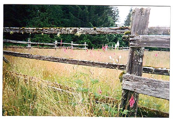 Olympic National Forest