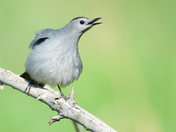 Gray Catbird