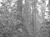 Redwood National Park