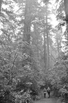 Redwood National Park