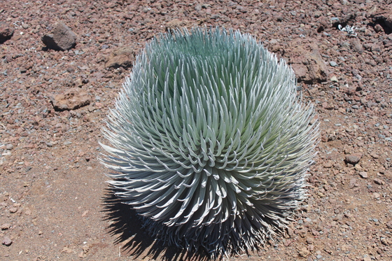 HaleakalÄ National Park