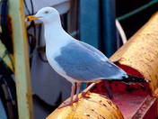Seagull