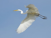 Great Egret in flight