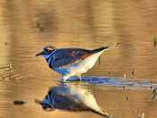 Evening waddle through golden puddle