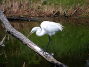 Assateague Island