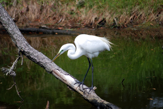 Assateague Island