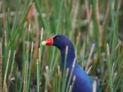 Everglades NP