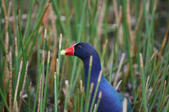 Everglades NP