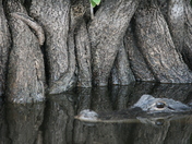 Everglades NP
