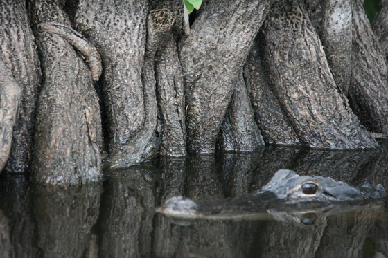 Everglades NP