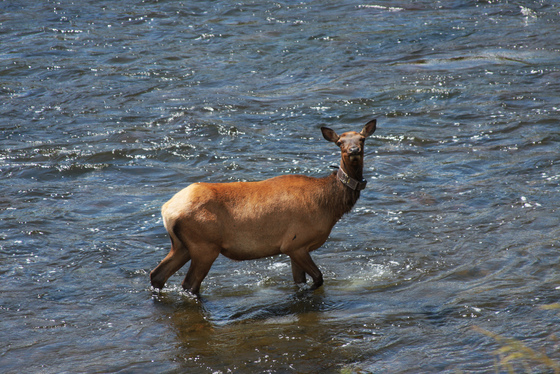 Yellowstone National Park