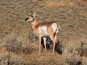 Yellowstone NP