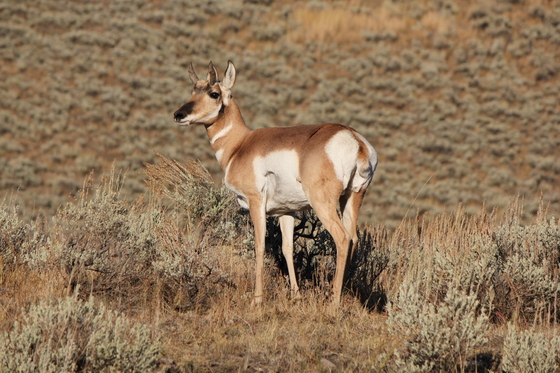 Yellowstone NP