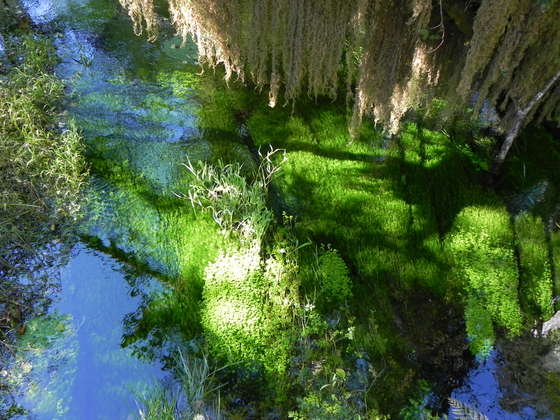 Olympic National Forest - Hoh Rain Forest