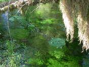 Olympic National Forest - Hoh Rain Forest