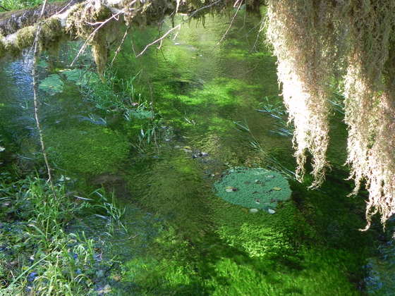 Olympic National Forest - Hoh Rain Forest