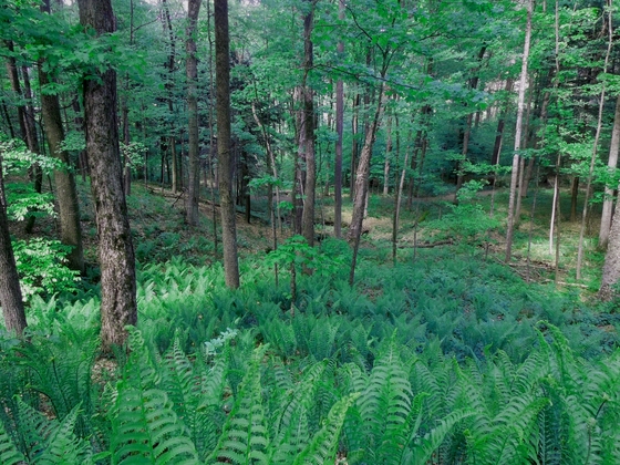 Marsh Billings Rockefeller National Historic Park
