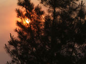 Angeles Nat'l Forest