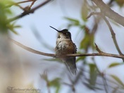 Humming Bird Hanging out