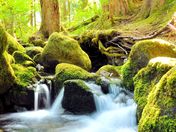 Mt. Rainier National Park