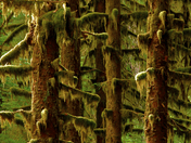 Olympic NationalPark