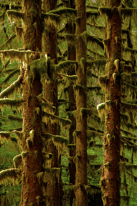 Olympic NationalPark