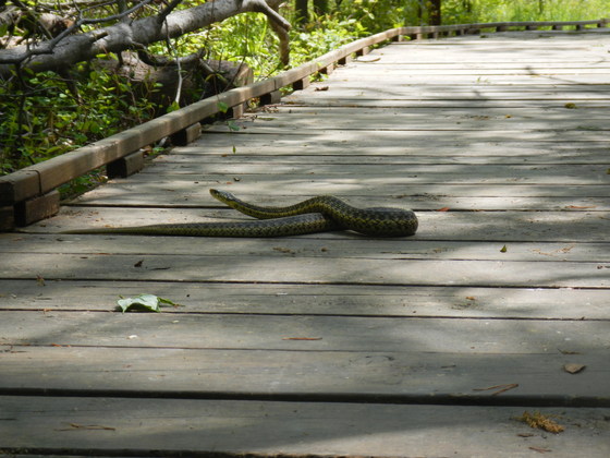 Patuxent Wildlife Refuge